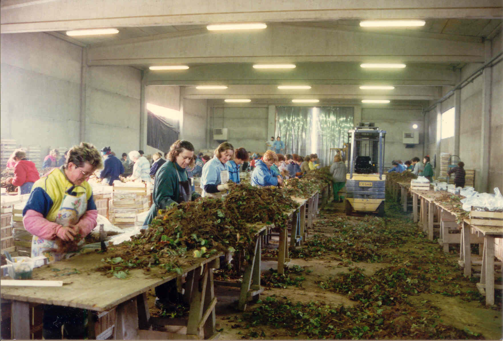 Lavorazione Fragole Lavorazione Fragole